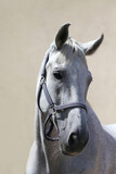 Fototapeta Zwierzęta -  Grey horse close up portrait against gray background