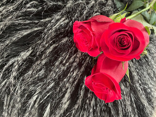 Wall Mural - red roses on dark furry background 