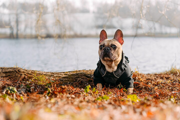 Wall Mural - French bulldog dog in autumn park