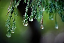 Close-up Of Raindrops On Pine Tree