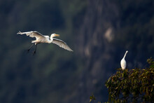 Low Angle View Of Great Egrets