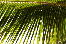 Green Palm Fronds As A Background Close-up Costa Rica