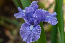 Purple Bearded Iris With Water Droplets From The Rain