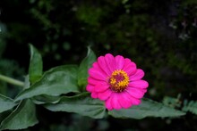 Zinnia Flower Plants That Grow In The Wild During The Rainy Season. 
