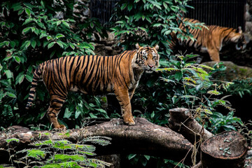 sumatran tiger in the zoo