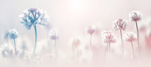Delicate Flowers Of Clover In Pastel Colors. Spring Summer Blur Background. Copy Space.