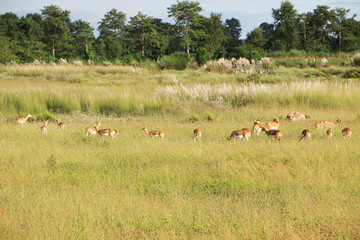 Black Buck grazing in field