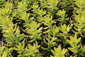 Sticker - Closeup shot of green small plants in pots for planting - the concept of gardening