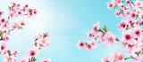 Fototapeta Na sufit - Amazing spring blossom. Tree branches with beautiful flowers outdoors on sunny day, banner design