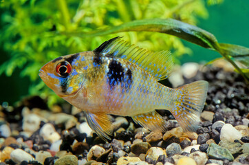 Wall Mural - Ram cichlid