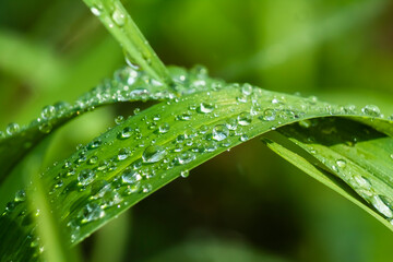 dew drops on a green leaf on blurred green background