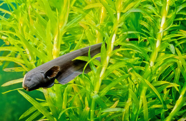 Black ghost knifefish