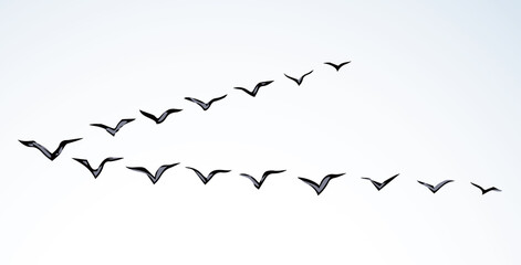 Wall Mural - Duck flock in the sky. Vector drawing