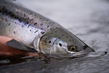 A fisherman releases wild Atlantic silver salmon into the cold water