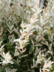 Poster - Saule Crevette sur tige (Salix integra), arbuste buissonnant au fines feuilles oblongues, finement dentées, panachées de gris-vert brillantes sur des rameaux rougeâtres 