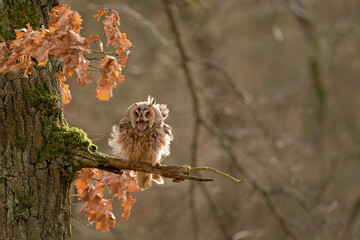 Wall Mural - Shouting long-eared owl standing on the tree branch. Owl with splayed feathers