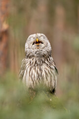 Wall Mural - Ural owl eating mouse. Happy owl. Strix uralensis