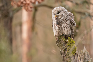 Wall Mural - Ural owl with mouse in beak sitting on a tree stump. Strix uralensis