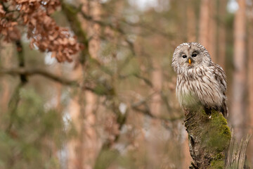 Wall Mural - Ural owl sitting on a tree stump in autumn forest. Strix uralensis