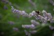 Bumblebee on Lavender closeup