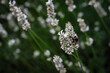 Bumblebee on white lavender3