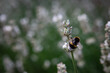 Bumblebee on white lavender2