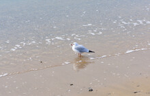 Since The Sea Has Calmed Down, The Gull Decides To Go As Deep As Possible Into The Water And Try To Catch Crustaceans