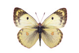 Fototapeta Motyle - Butterfly - the pale clouded yellow (Colias hyale) isolated on white