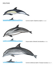 Scientific Illustration Of 3 Species Of Dolphins On White Background: Common Dolphin (Delphinus Delphi), Striped Dolphin (Stenella Coeuruleoalba) And Common Bottlenose Dolphin (Tursiops Truncatus)