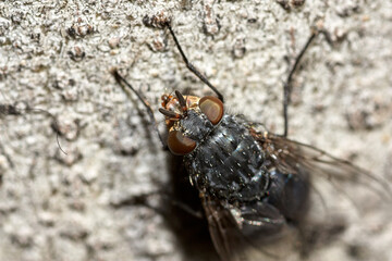 fly on leaf macro