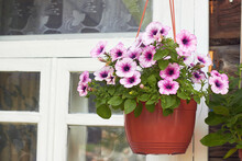 Petunia Flower. Collection Of Bright Potted Flowers By The Window. Petunia Parviflora