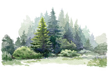 Fir Tree Forest Watercolor Image. Hand Drawn Relistic Lush Pine Illustration. Green Forest Plant Background. Christmas Tree And Bushes On White Background. Evergreen Natural Spruce Trees And Bushes.