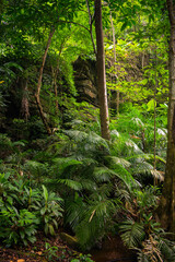  Koh lanta jungle. Island from Thailand