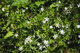 Fototapeta Sypialnia - Wild flowers on a green field. Spring landscape blooming in Germany. Spring flowers background.