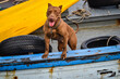 A strong pit bull terrier have big muscle is standing on the fishing boat and exited to see the view.