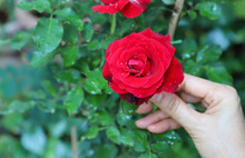 Closeup Of Red Rose Picking Up By Woman's Hand With Natural Background. 