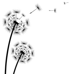 Wall Mural - Black silhouette of a dandelion on a white background