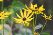 The yellow flower of Rudbeckia fulgida or yellow coneflower in Queen park, Bolton, England, UK
