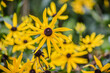 The yellow flower of Rudbeckia fulgida or yellow coneflower in Queen park, Bolton, England, UK
