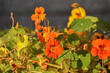 Close up bright yellow and orange nasturtium flowers with background of the wall, leaves in early summer, Tropaeolum majus