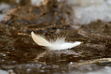 Photo Of Bird Feather On Ice