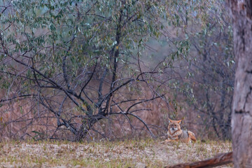 Wall Mural - Golden jackal - CHACAL DORADO (Canis aureus), Danube Delta - DELTA DEL DANUBIO, Ramsar Wetland, Unesco World Heritgage Site, Tulcea County, Romania, Europe