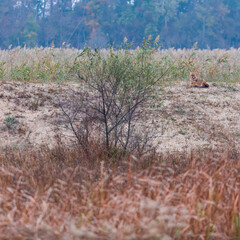 Wall Mural - Golden jackal - CHACAL DORADO (Canis aureus), Danube Delta - DELTA DEL DANUBIO, Ramsar Wetland, Unesco World Heritgage Site, Tulcea County, Romania, Europe