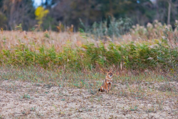 Wall Mural - Golden jackal - CHACAL DORADO (Canis aureus), Danube Delta - DELTA DEL DANUBIO, Ramsar Wetland, Unesco World Heritgage Site, Tulcea County, Romania, Europe