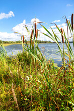 Bulrushes, Or Cattails On The Forest Lake