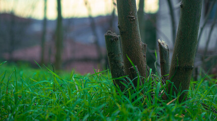 grass in the forest