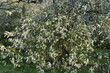 Czeremcha zwyczajna., kwitnący krzew, Padus avium
