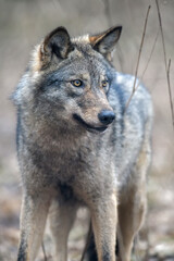  Close up portrait wolf in winter forest background
