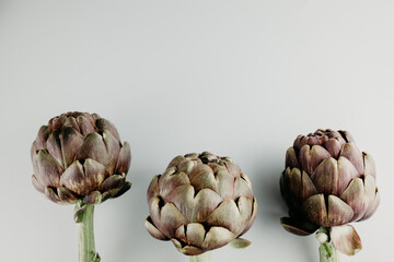 artichoke flower, purple edible bud isolated