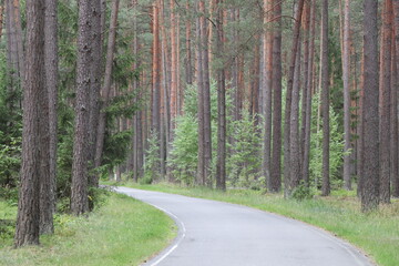 road in the forest, forest in summer, green forest